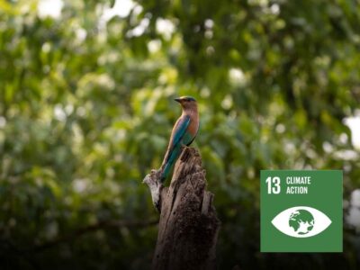 Bird Park Plantation