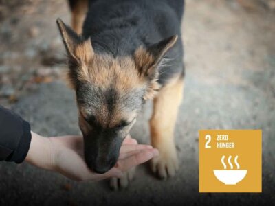 Feed the Strays