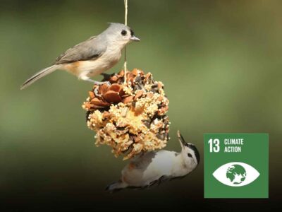 Making Bird Feeder