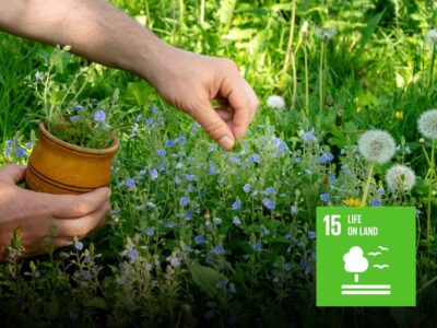 Medicinal Plant Park